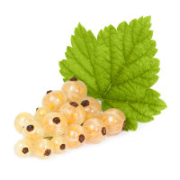 Ribes gracile